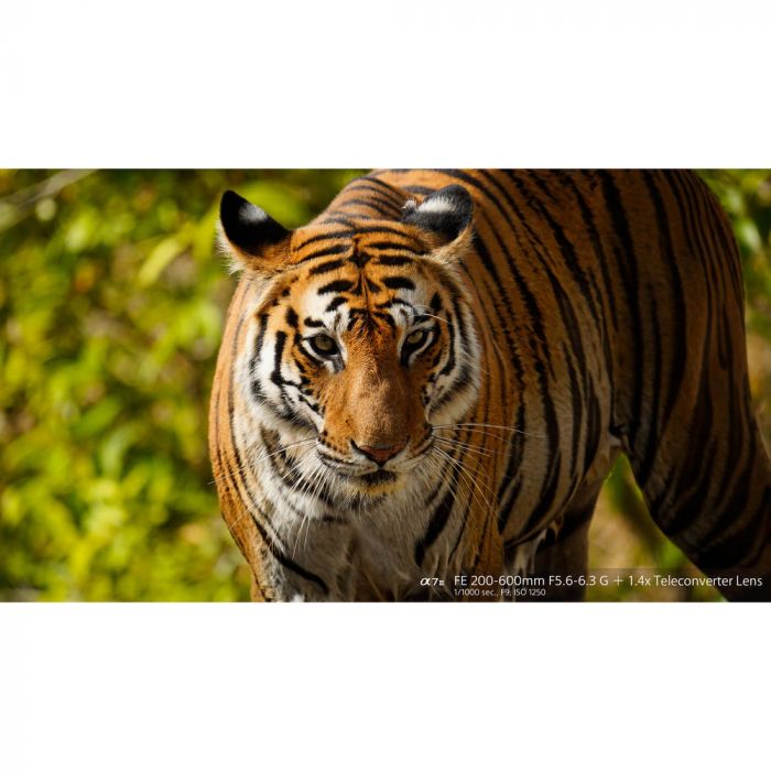 Sony FE 200-600mm f/5.6-6.3 G OSS Lens